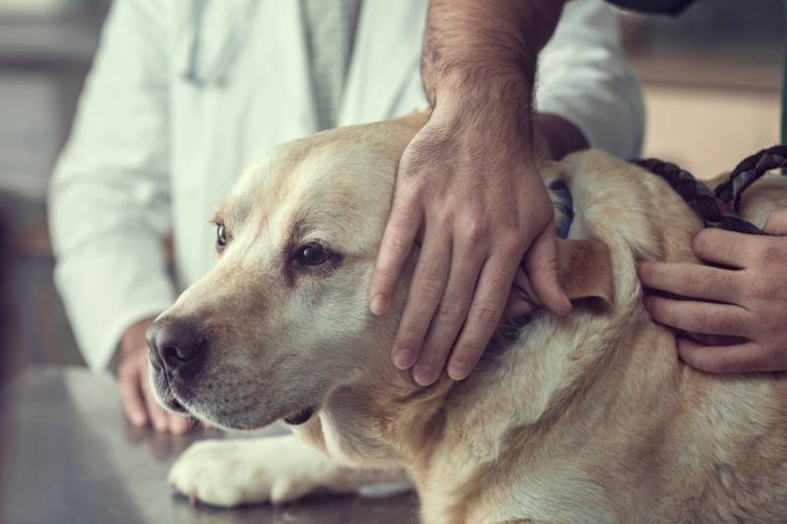La amputación estética en animales se regula por la Ley 7/2023, de 28 de marzo (bienestar de los animales). La amputación estética en animales se regula por la Ley 7/2023, de 28 de marzo (bienestar de los animales).