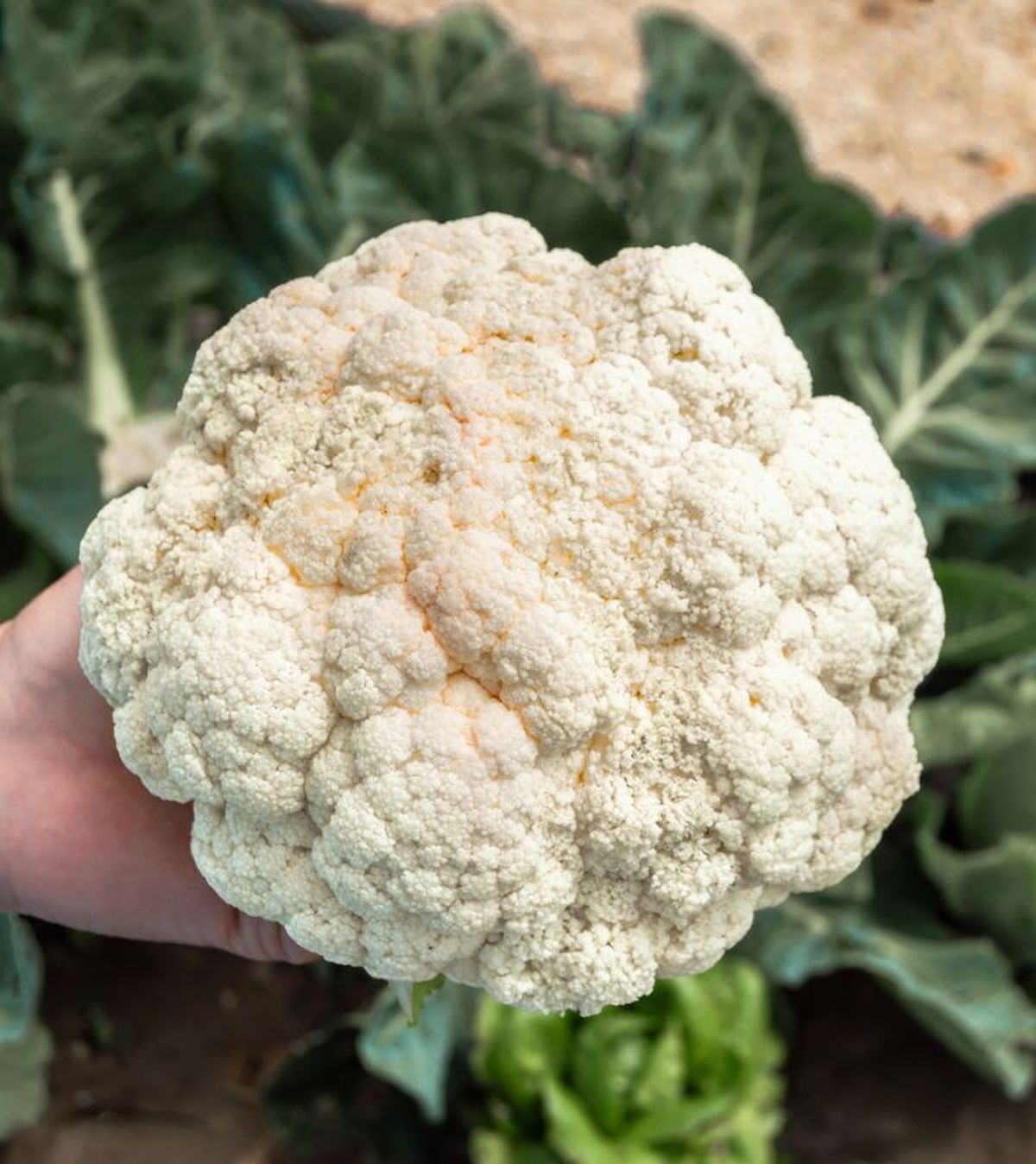 pella cabeza de la coliflor