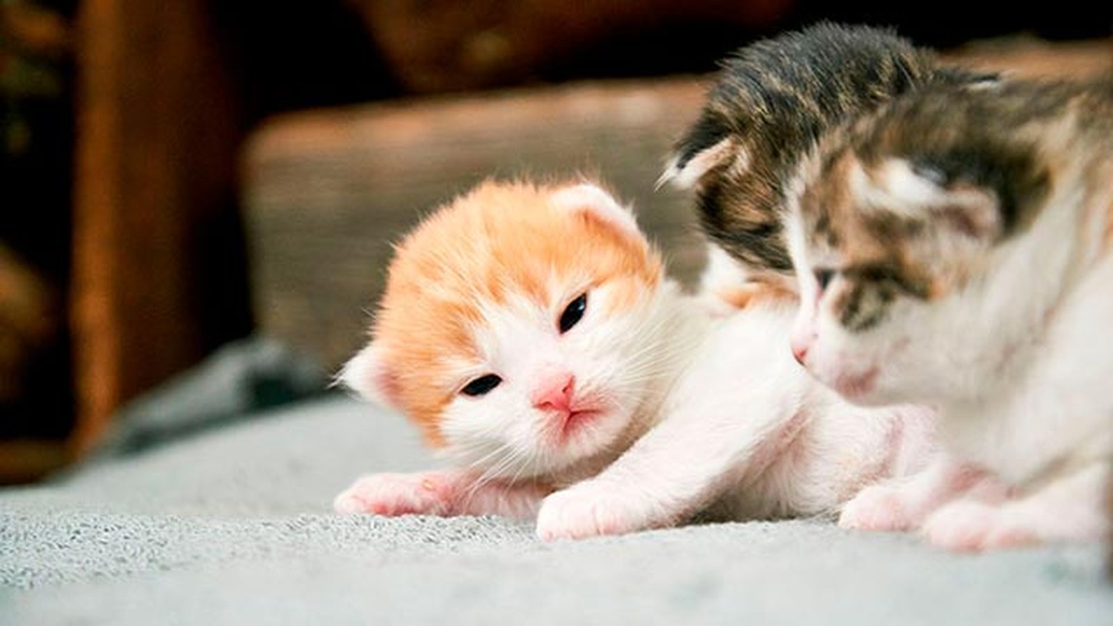 mascotas gatos cachorro estenimiento calor mascotas gatos cachorro estenimiento calor