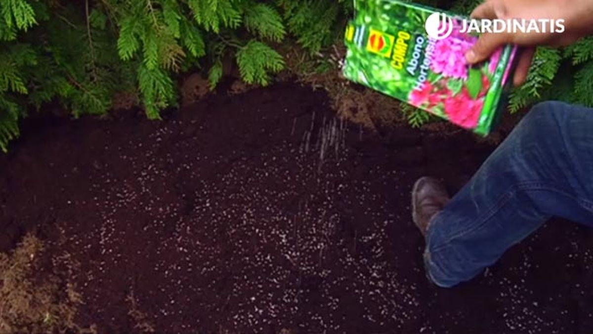 abono para plantas acidas plantacion azaleas rododendros brico 699 jardin