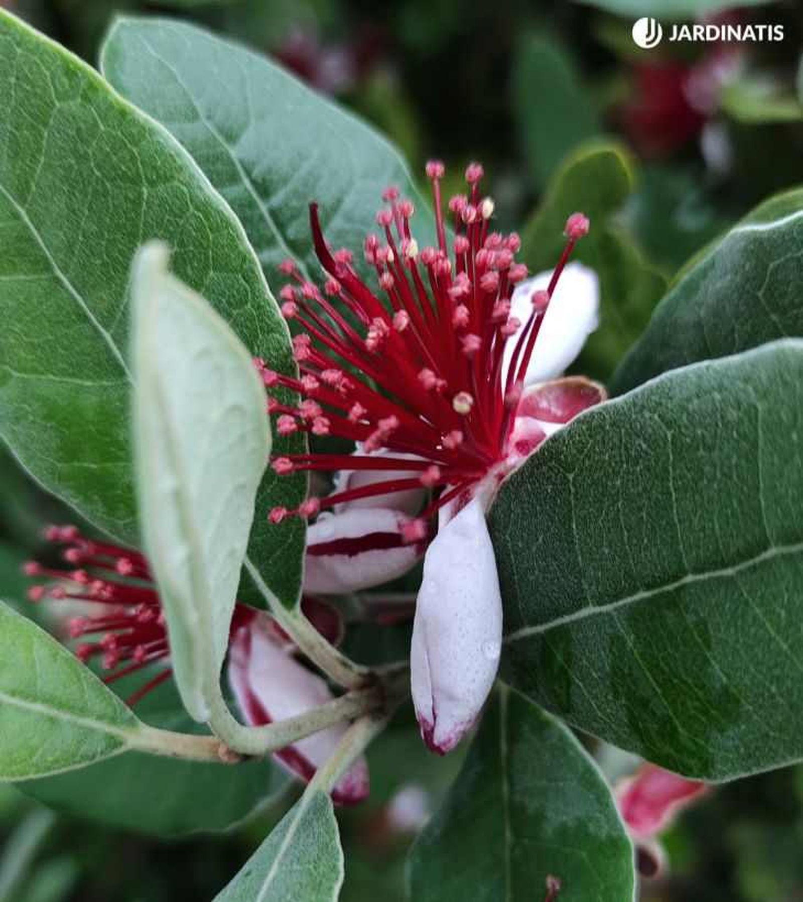 Flores del árbol feijoa Flores del árbol feijoa