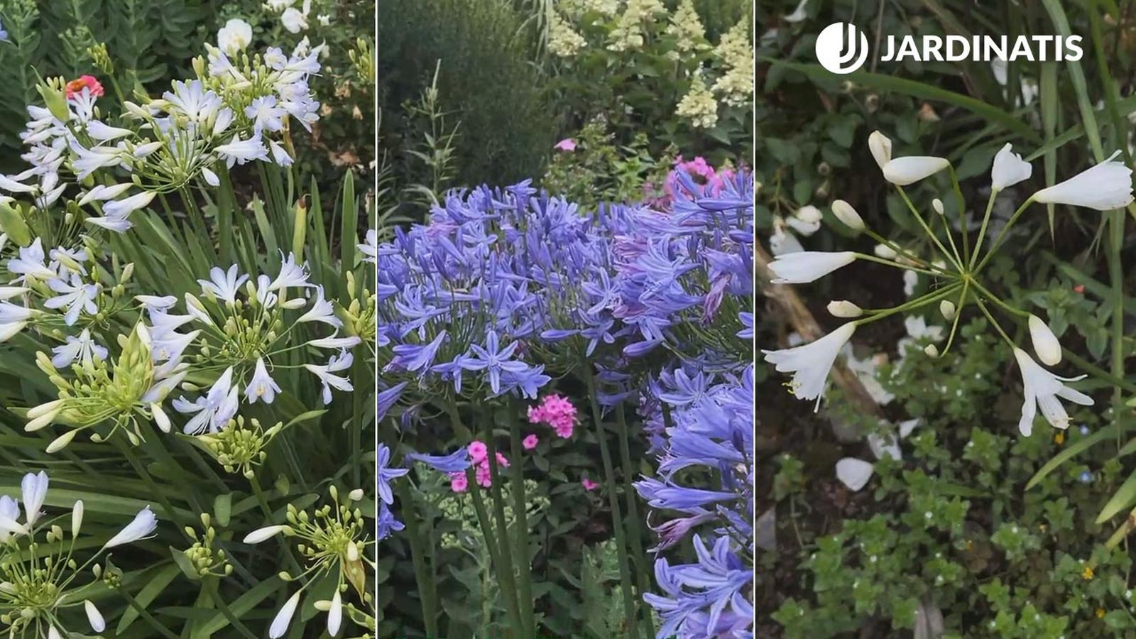 agapanthus variedades caracteristicas jardinatis xl agapanthus variedades caracteristicas jardinatis xl