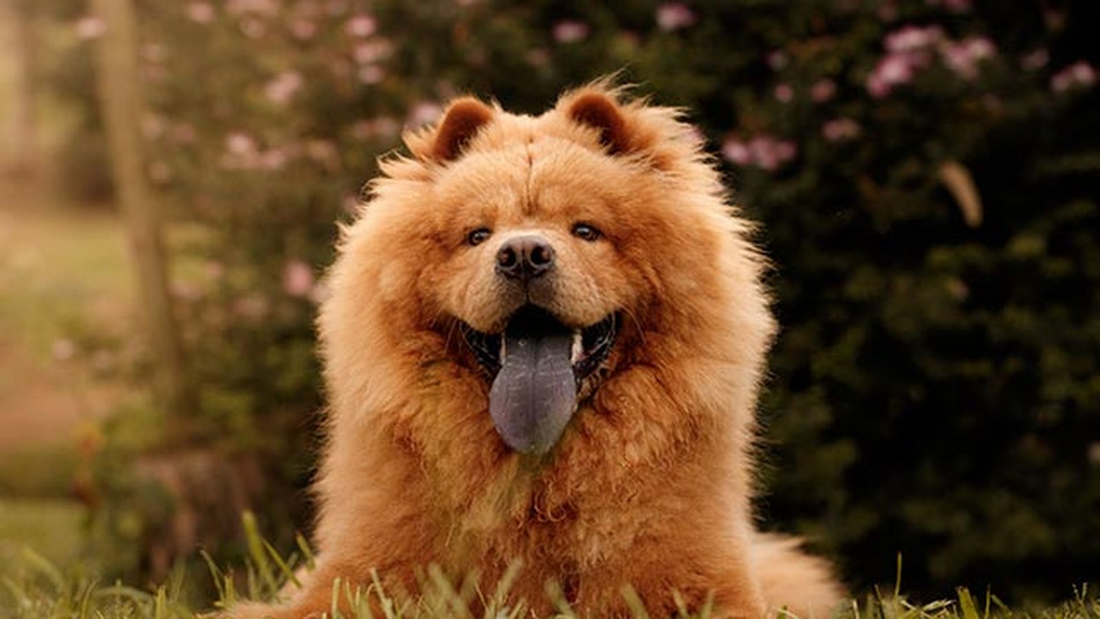 chow chow chow chow