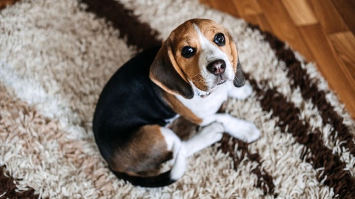 como cortar diarrea perros remedios caseros 3