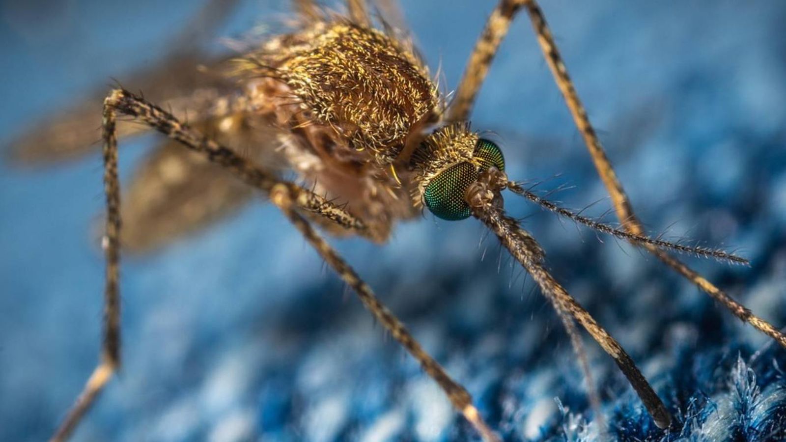 Aunque no lo veas, el mosquito está cerca de ti Aunque no lo veas, el mosquito está cerca de ti