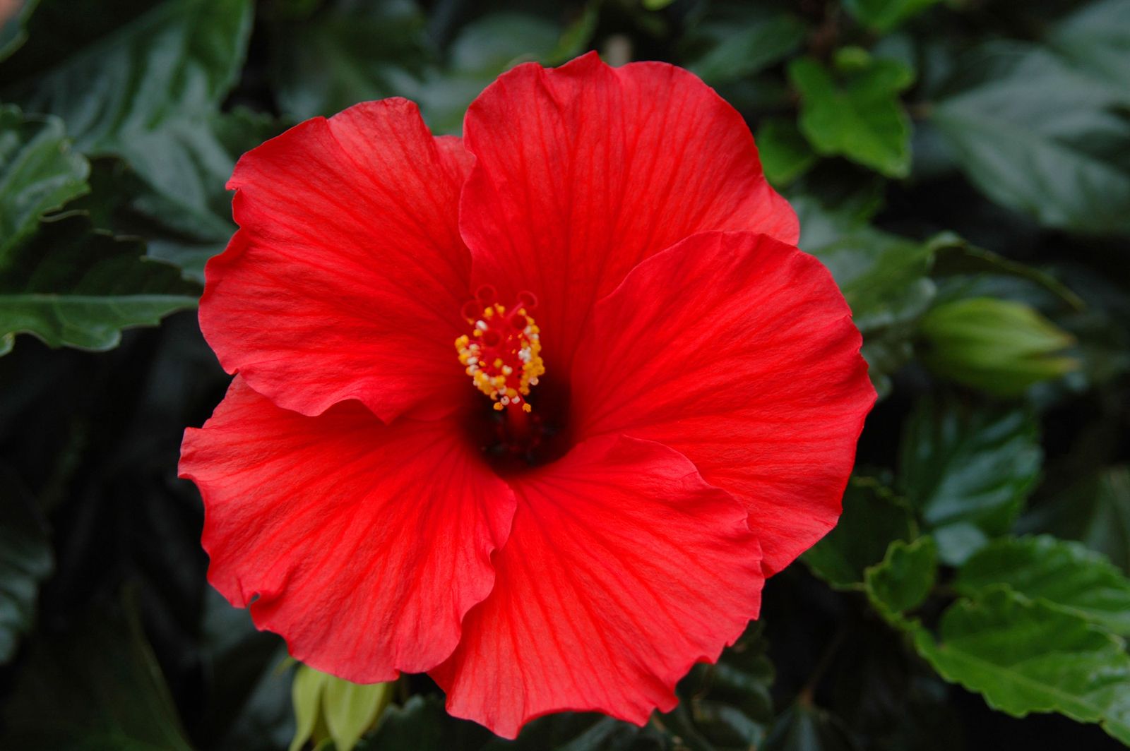 Hibiscus moschata Hibiscus moschata