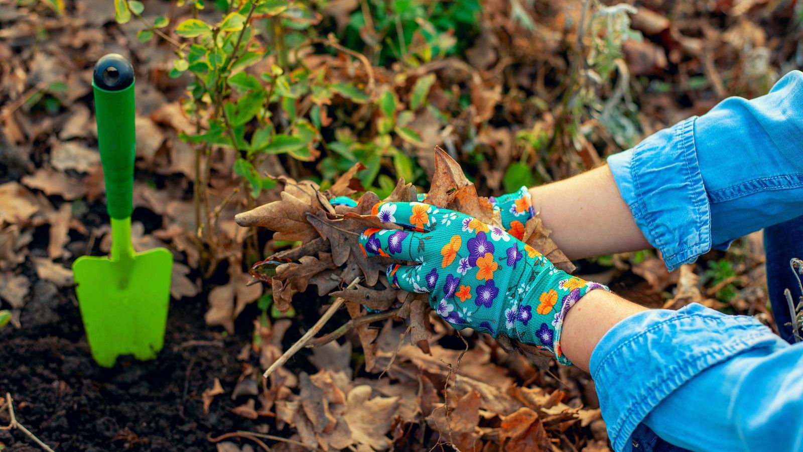 Arrancar las plantas sin permiso es una infracción, aunque no afecte directamente a la biodiversidad