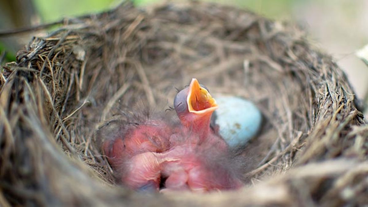 que hacer si encuentras polluelo huerfano 2 recien nacido