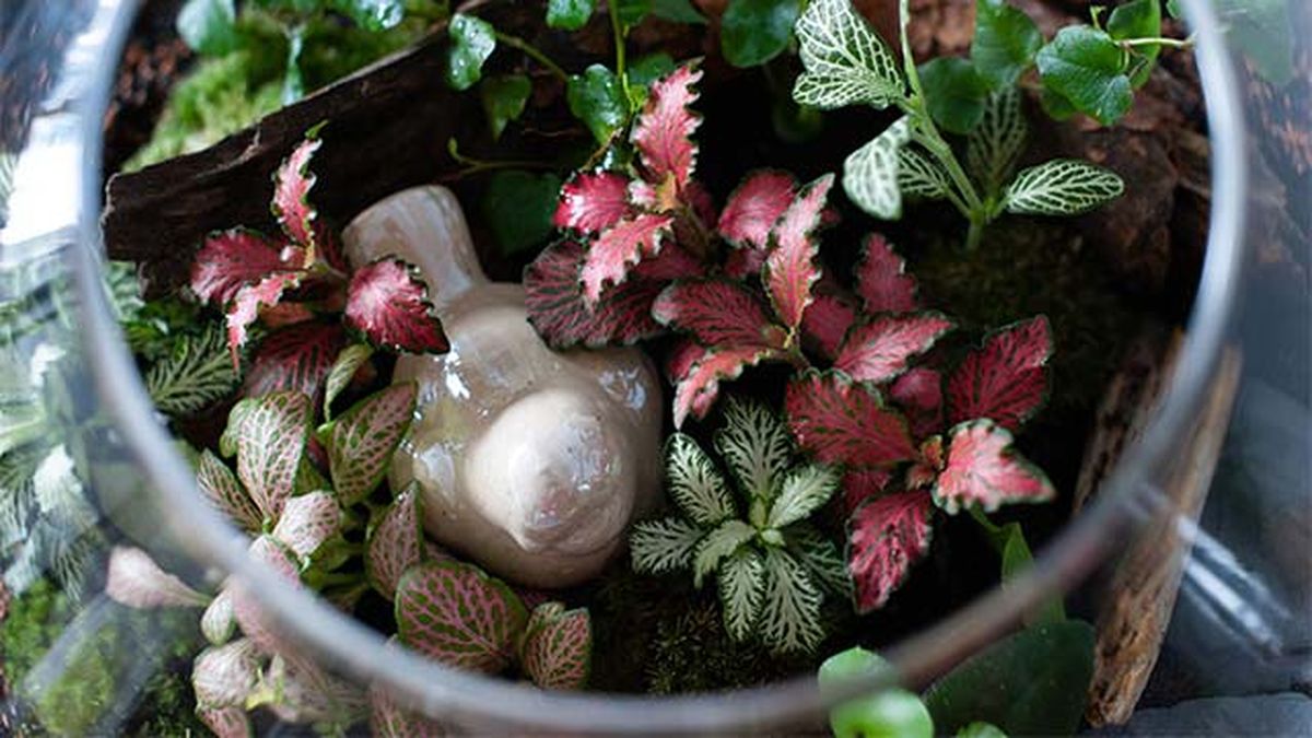 jardin eterno plantas