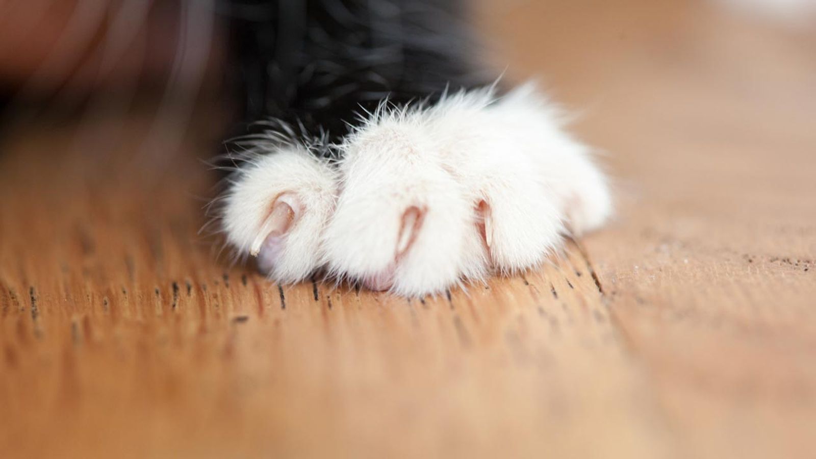 uñas de gato