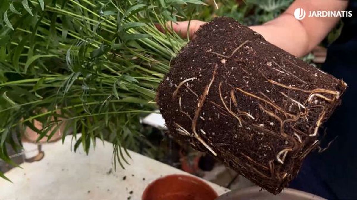 raices de la planta Chamaedorea elegans