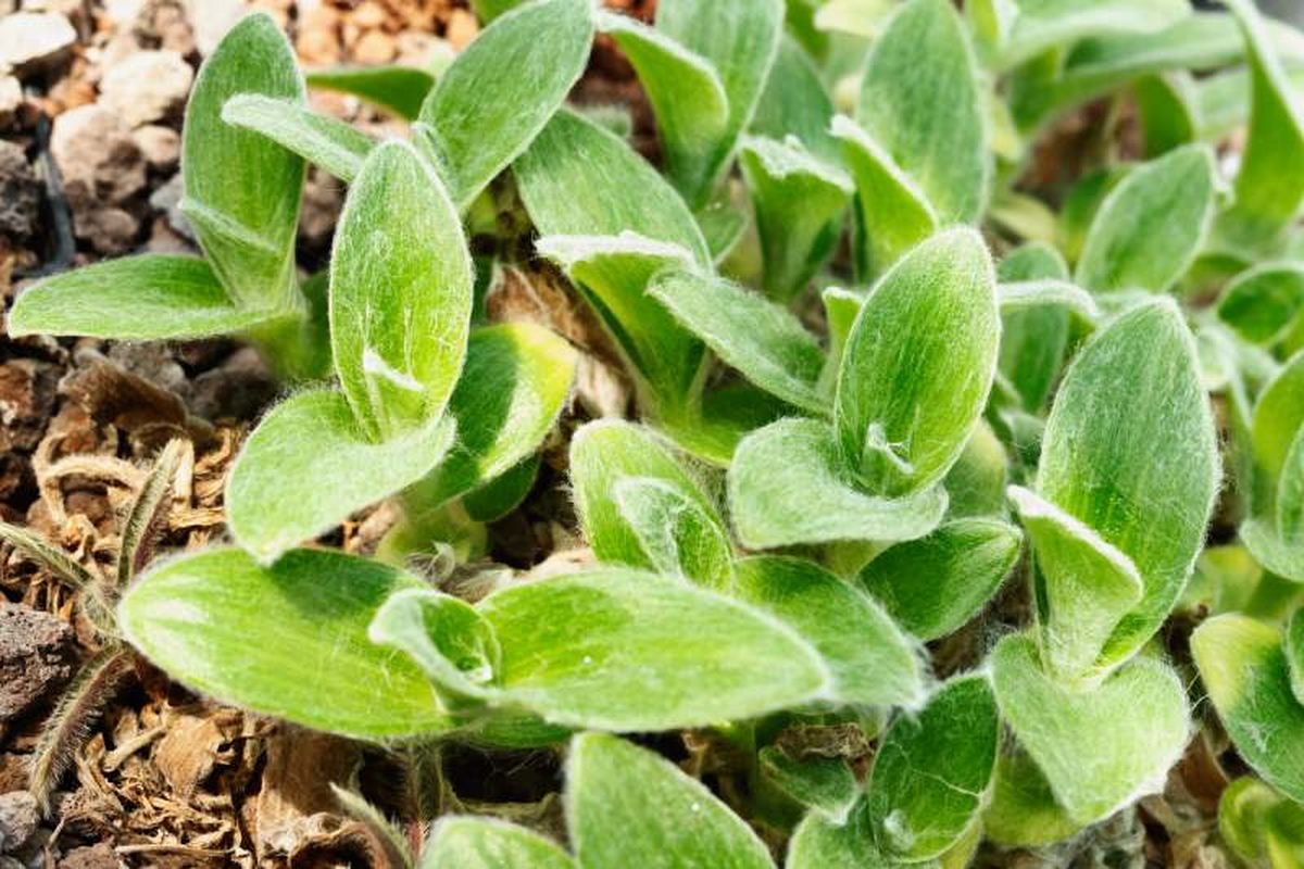 Cyanotis somaliensis.