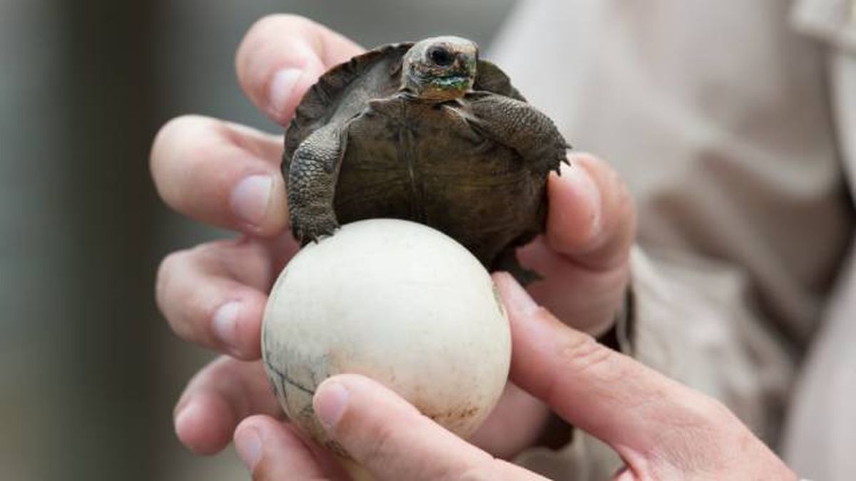 tortuga gigante de los galapagos reproduccion animal oviparo