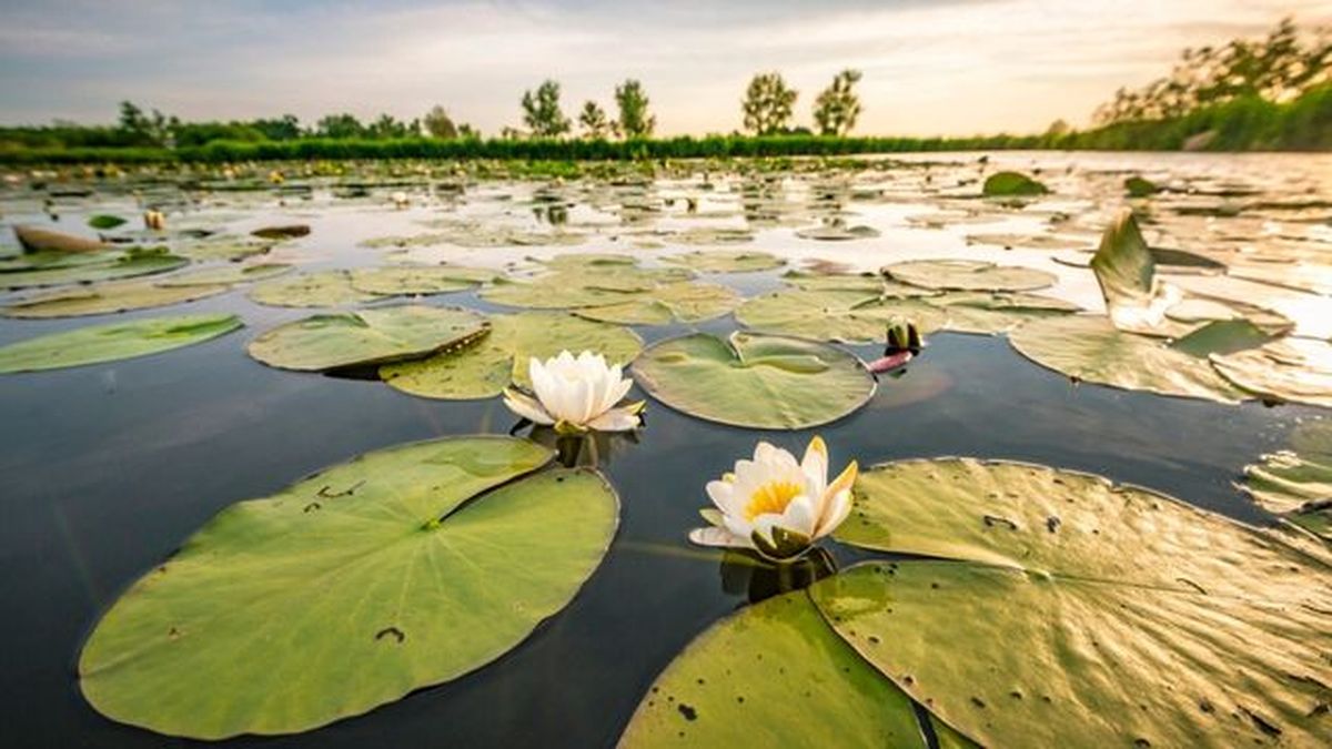 loto planta acuatica