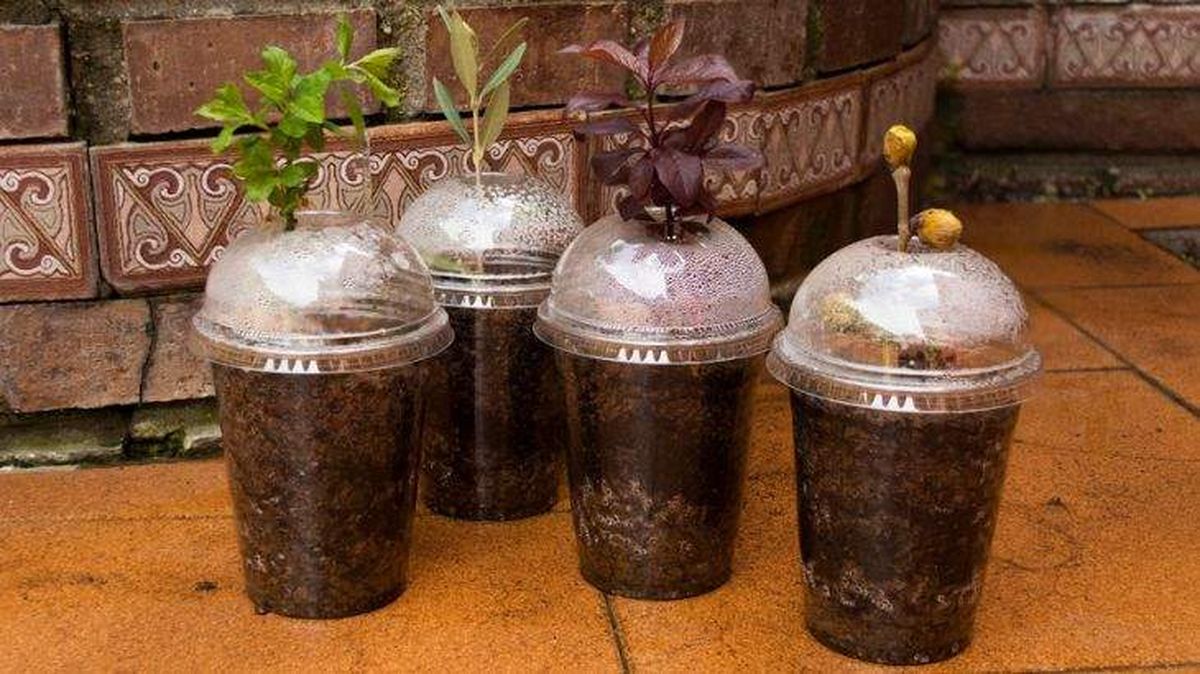 preparado con akadama propagadores