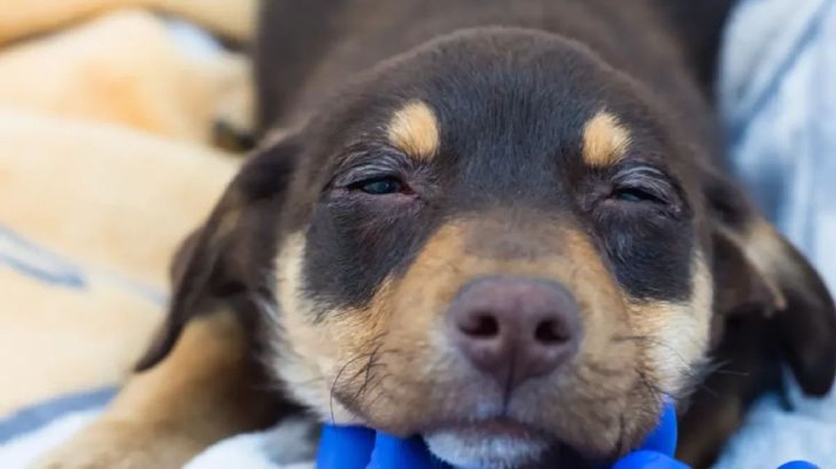 tercer parpado en perros 2