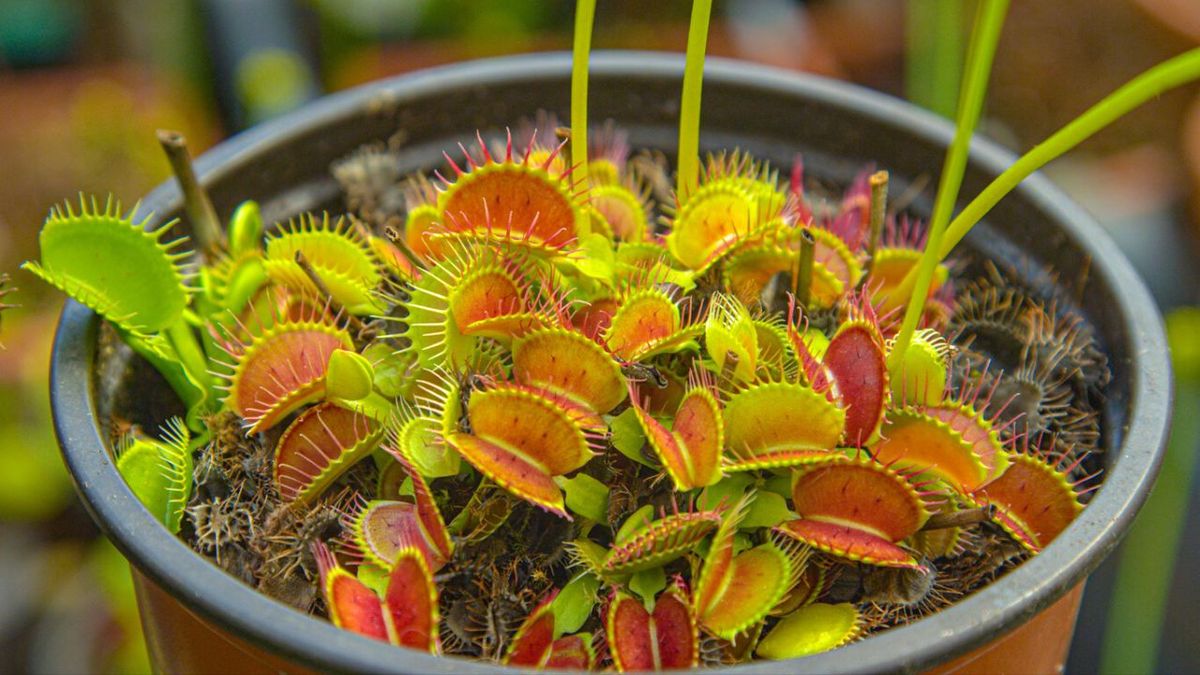 Dionaea muscipula cuidados