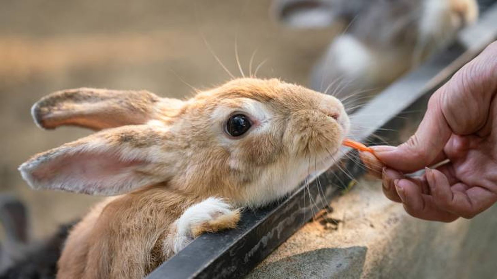 que comen los conejos zanahoria que comen los conejos zanahoria