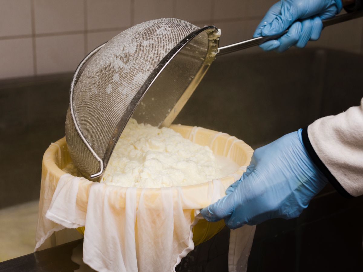 Proceso artesanal de elaboración: escurrido y moldeado de la cuajada para formar el queso.