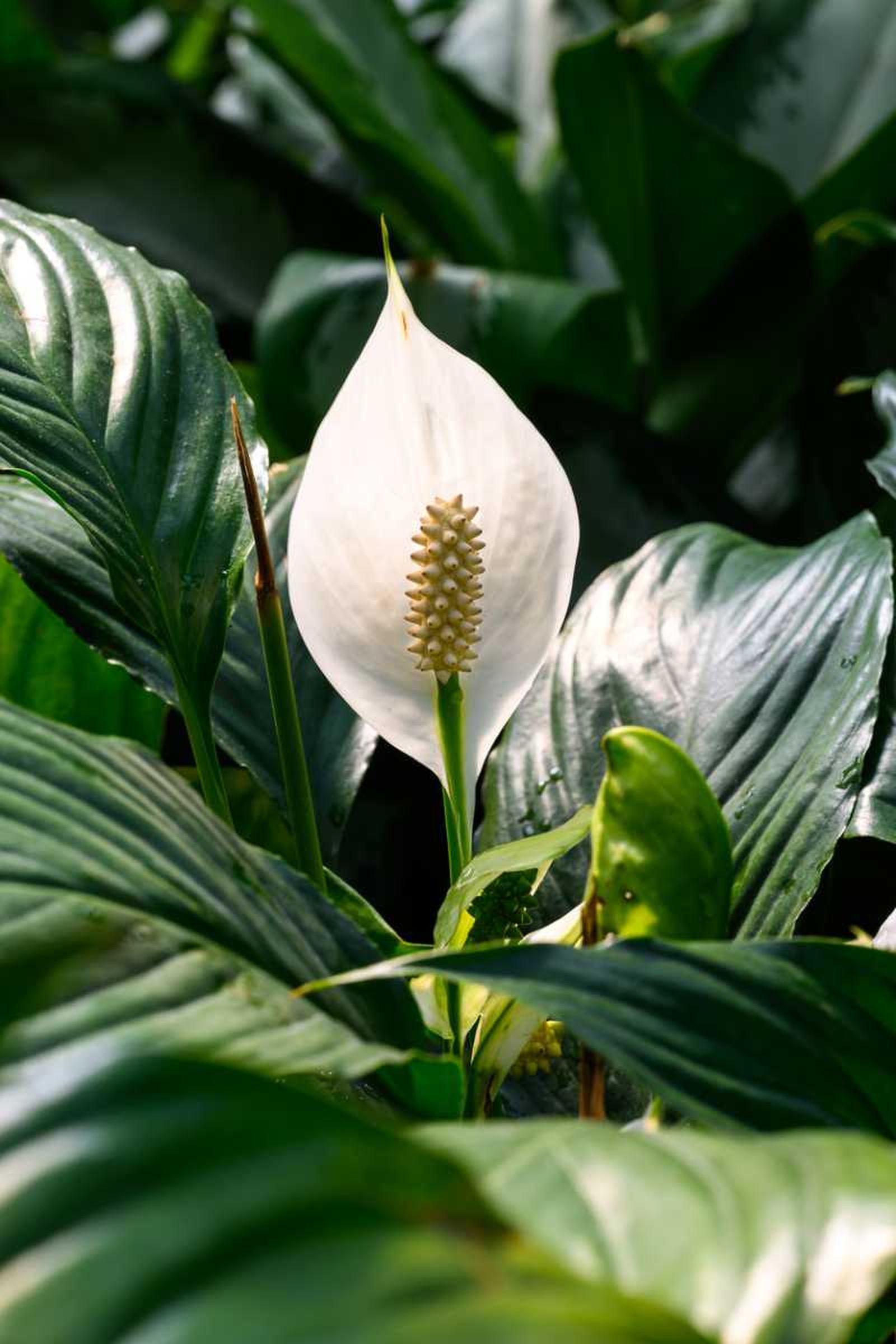 Espata blanca de la Cuna de Moisés Espata blanca de la Cuna de Moisés