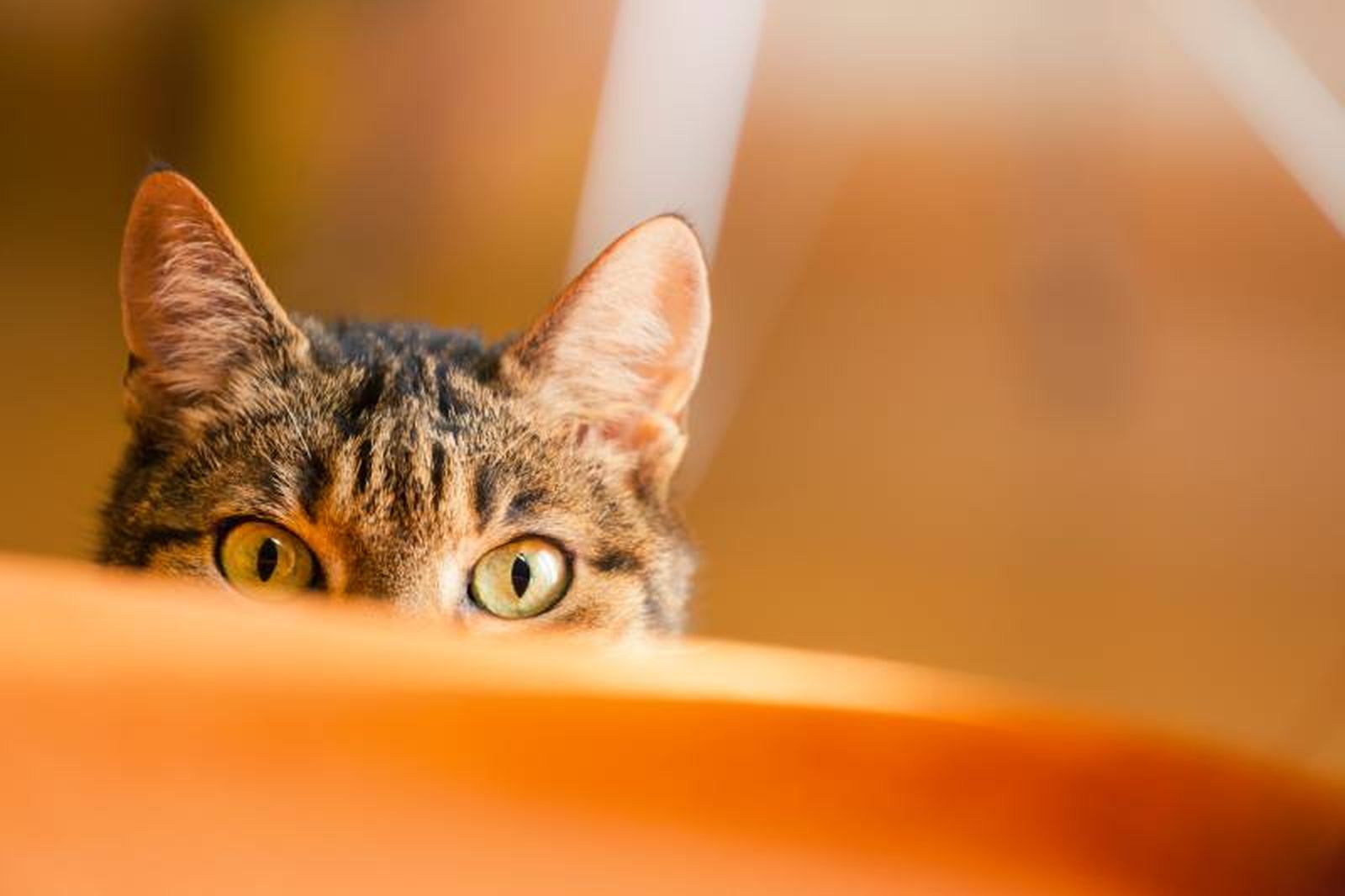 Los gatos son unos estupendos maestros en lo que se refiere a la comunicación no verbal. Los gatos son unos estupendos maestros en lo que se refiere a la comunicación no verbal.