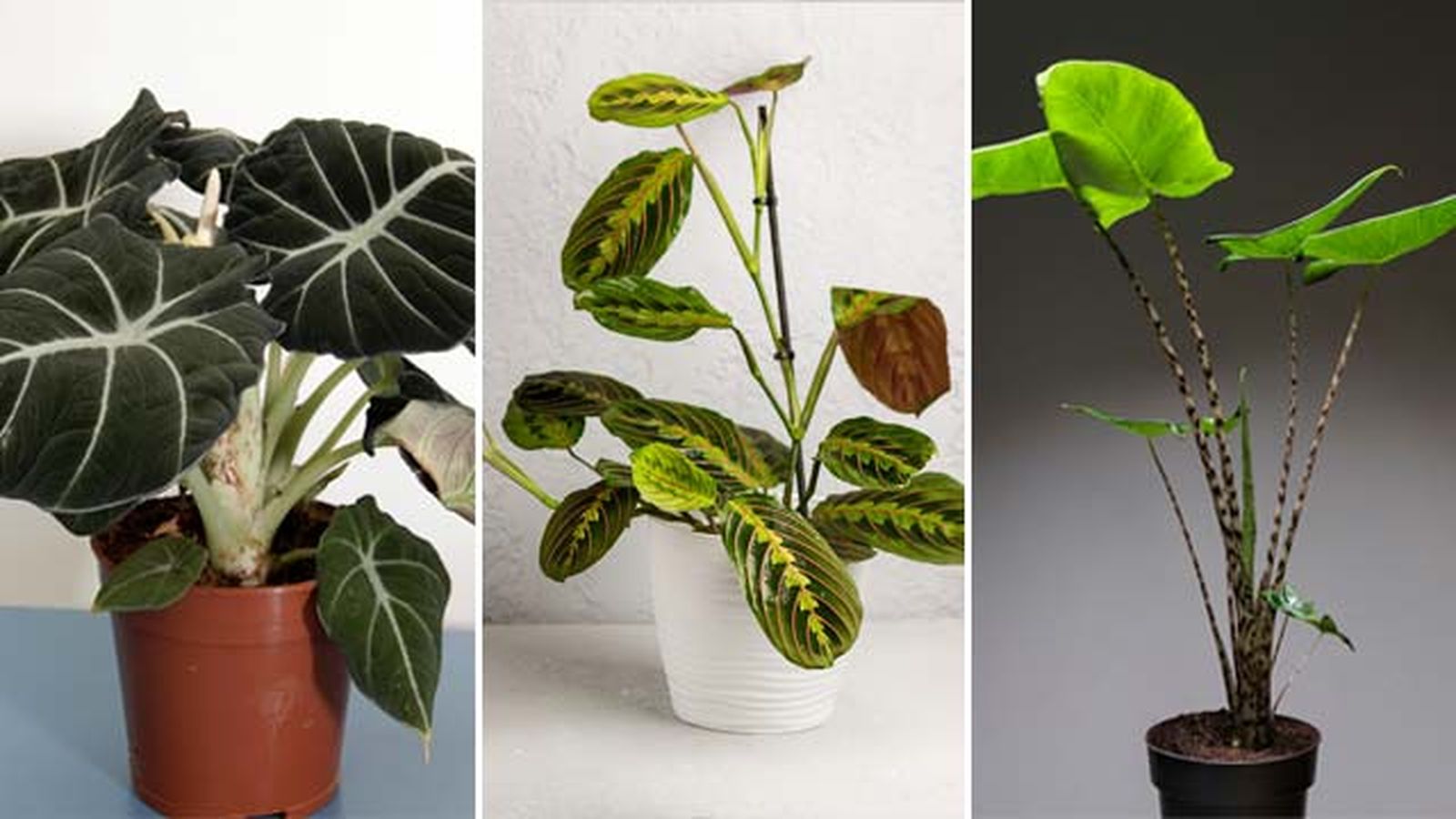 alocasias y maranta para urban jungle alocasias y maranta para urban jungle
