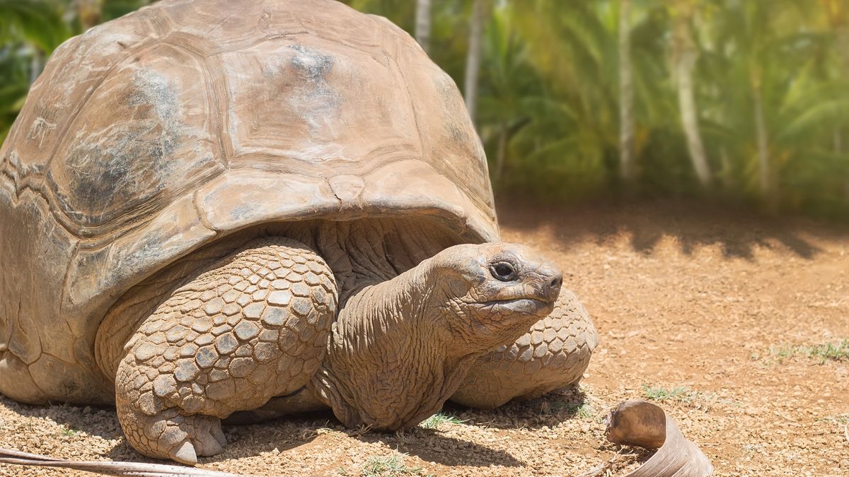 Por mucho que cuidemos a nuestras mascotas, hay un límite biológico marcado por cada especie
