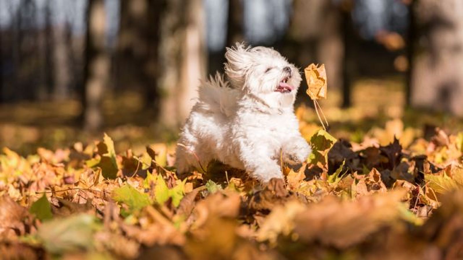 bichon maltes 8 bichon maltes 8