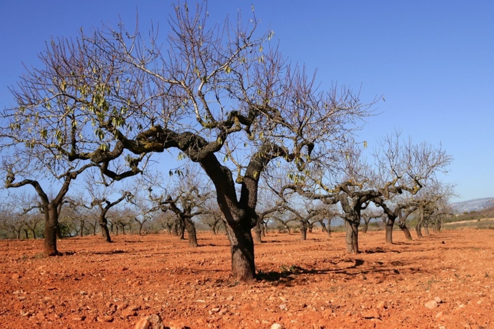 Poda del melocotonero y nectarino