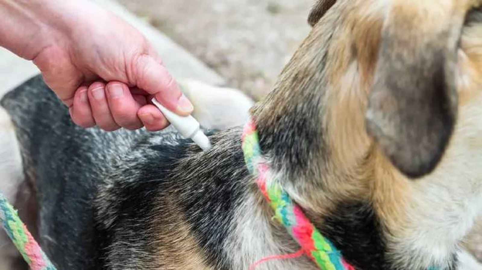 como quitar una garrapata a un perro 9.jpg como quitar una garrapata a un perro 9.jpg