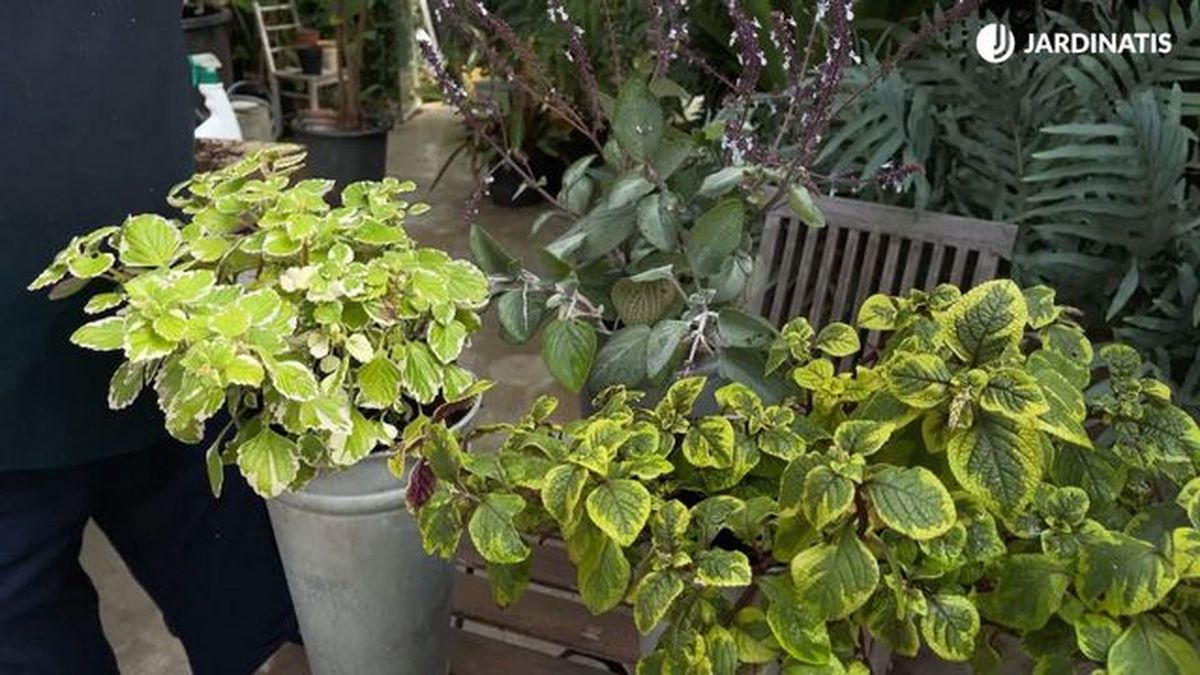 Distintas especies de Plectranthus