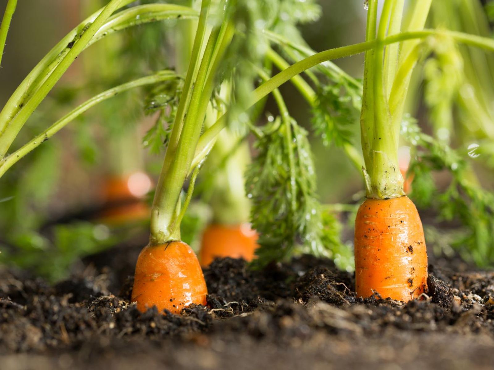 Zanahorias Zanahorias