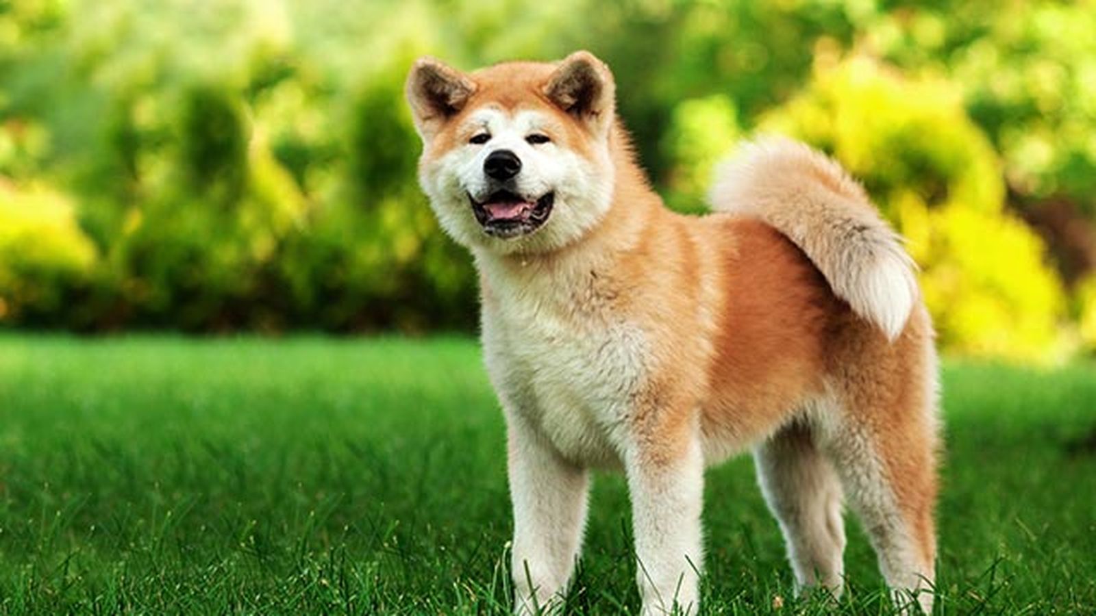 akita inu