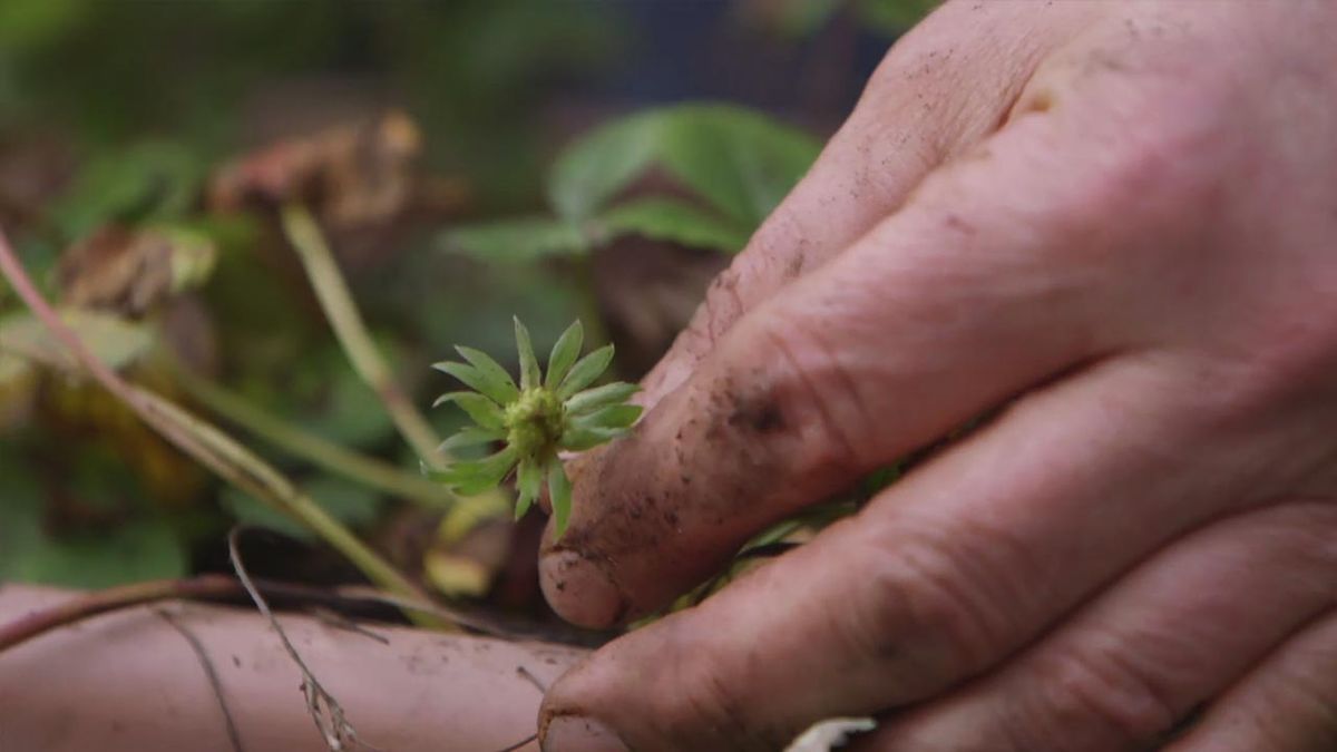 brico jardin 1021 mini fresal en planta