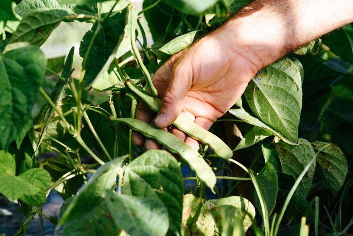Judías verdes o vainas en la planta.
