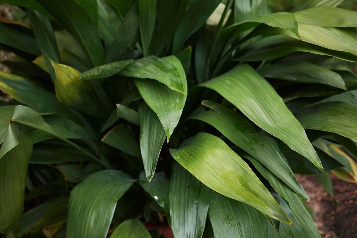 Aspidistra elatior