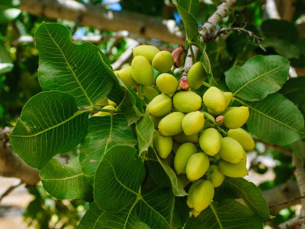 El pistachero es un árbol con personalidad florece donde otros cultivos fracasan.