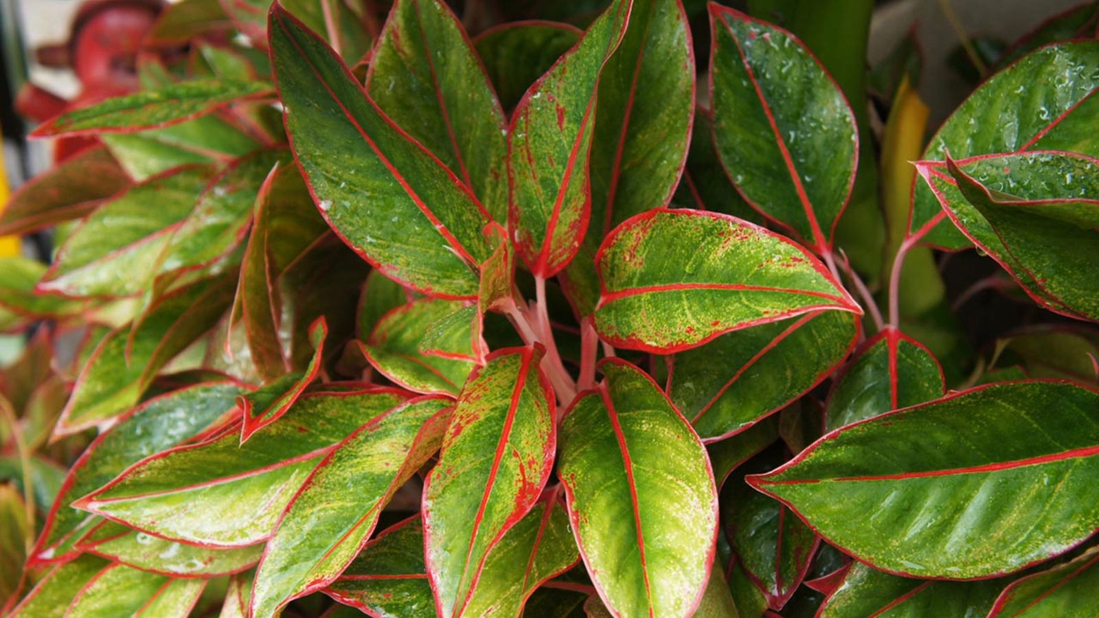 Aglaonema siam aurora planta de interior Aglaonema siam aurora planta de interior