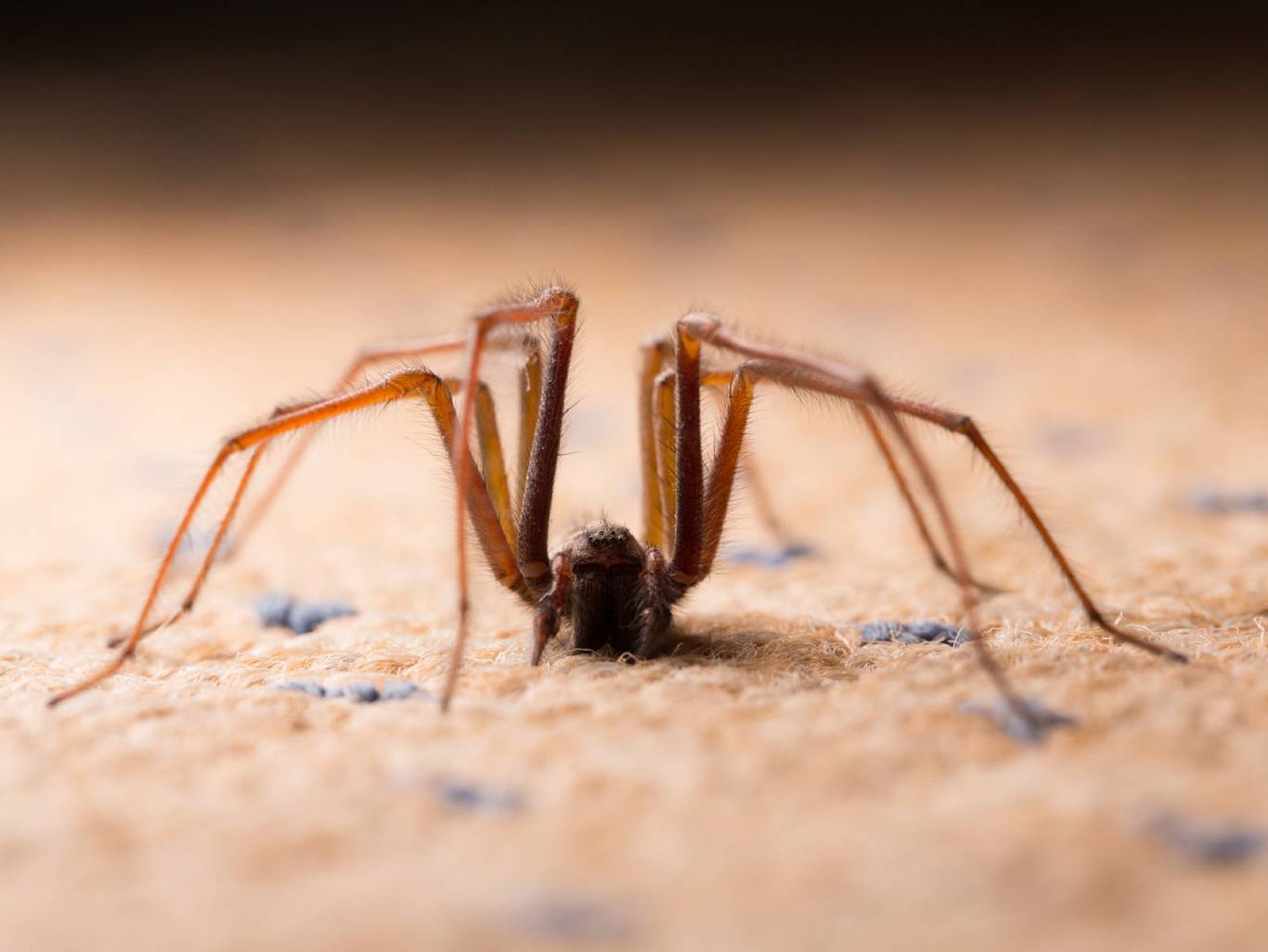 Es importante conocer que las arañas son depredadores eficientes de insectos. Es importante conocer que las arañas son depredadores eficientes de insectos.