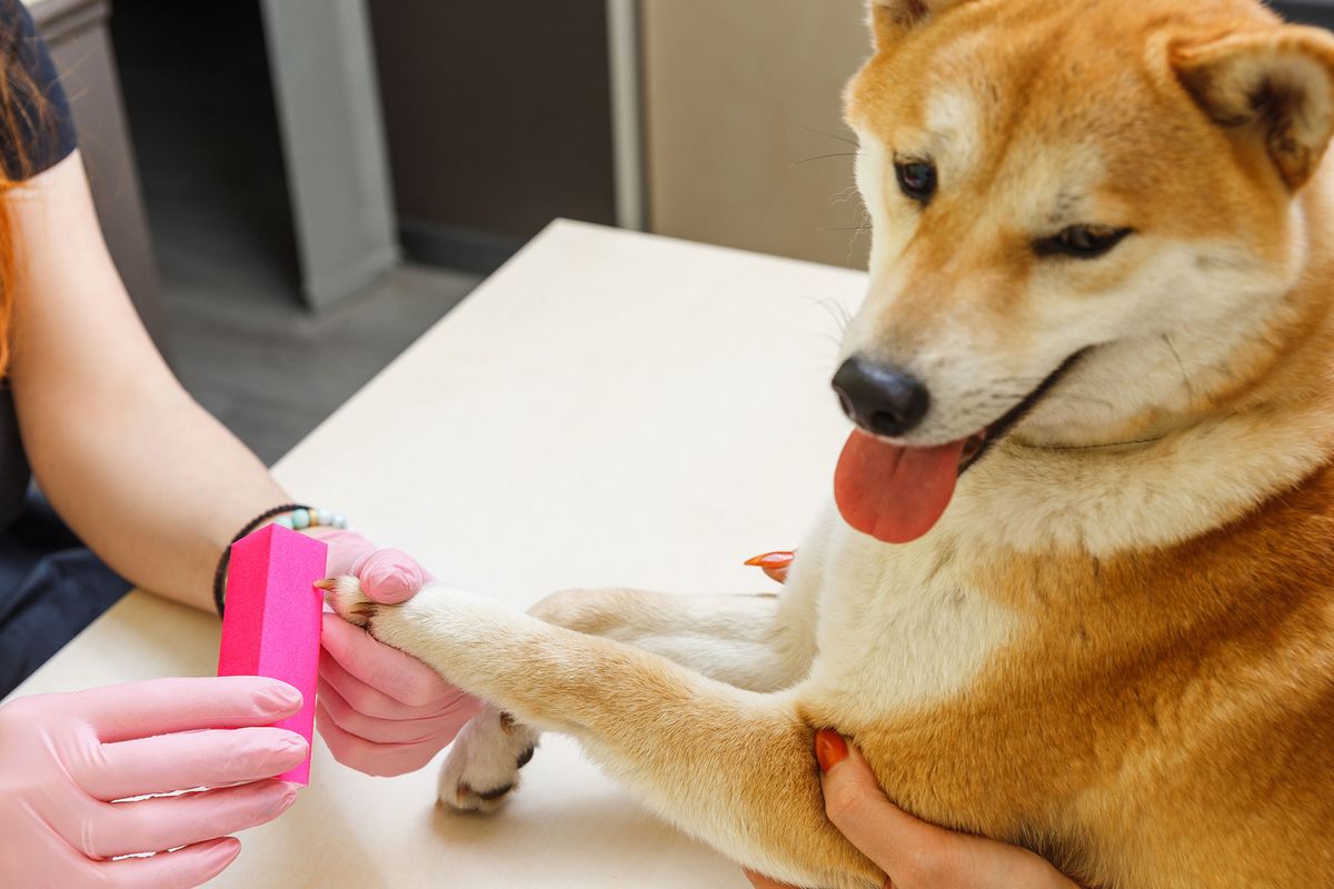 mascotas perros limar unas