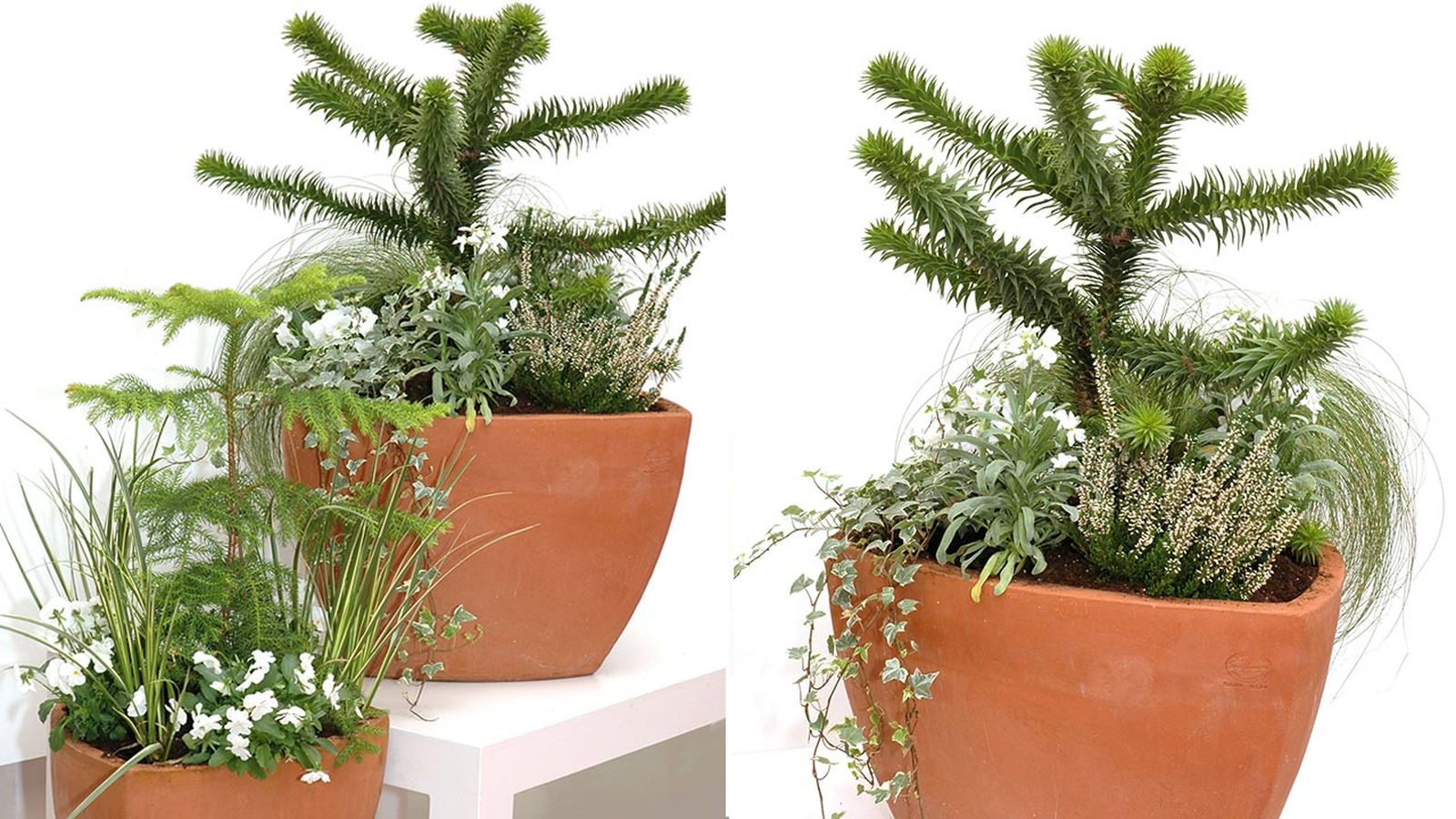 deco 112 trasplante araucaria xl deco 112 trasplante araucaria xl