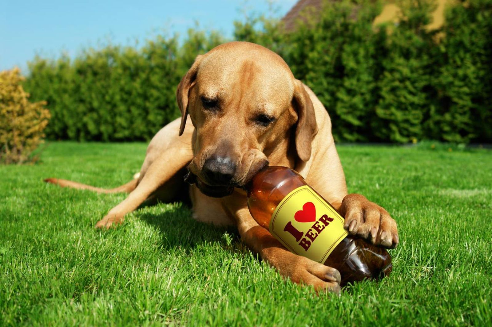 La cerveza para perros ha llegado incluso a bares, tiendas y peluquerías caninas.