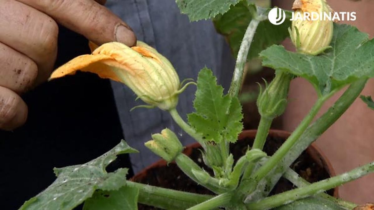 flor macho del calabacin deco 655 jardin