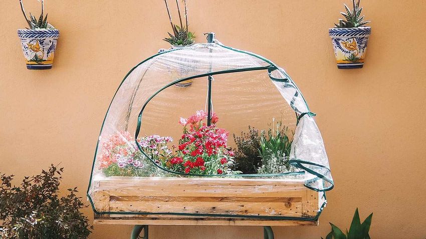 Protege tus plantas con alguna de estas formas