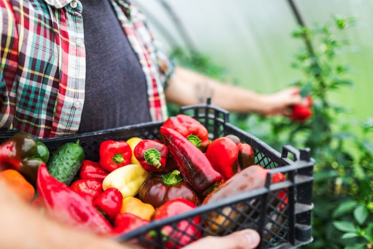 Los pimientos son muy utilizados en la cocina.