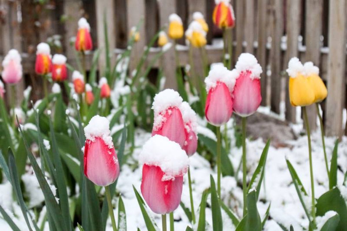 Tulipanes con nieve