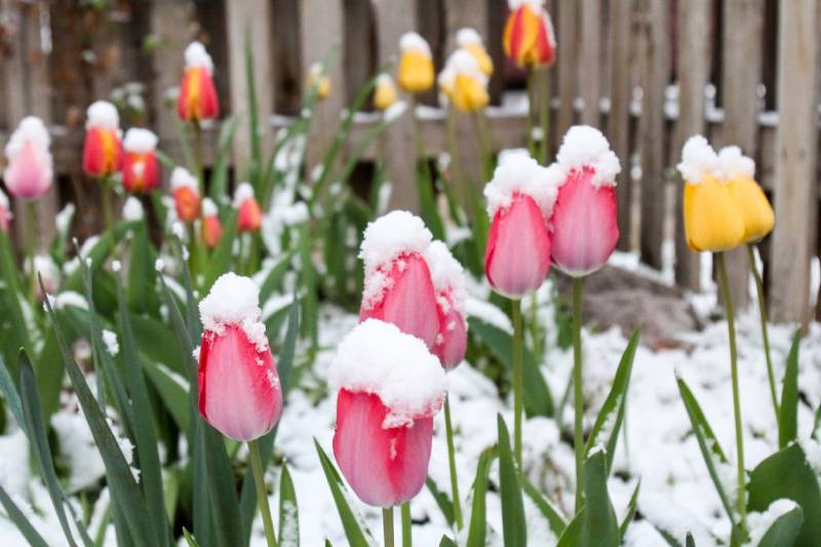 Tulipanes con nieve Tulipanes con nieve