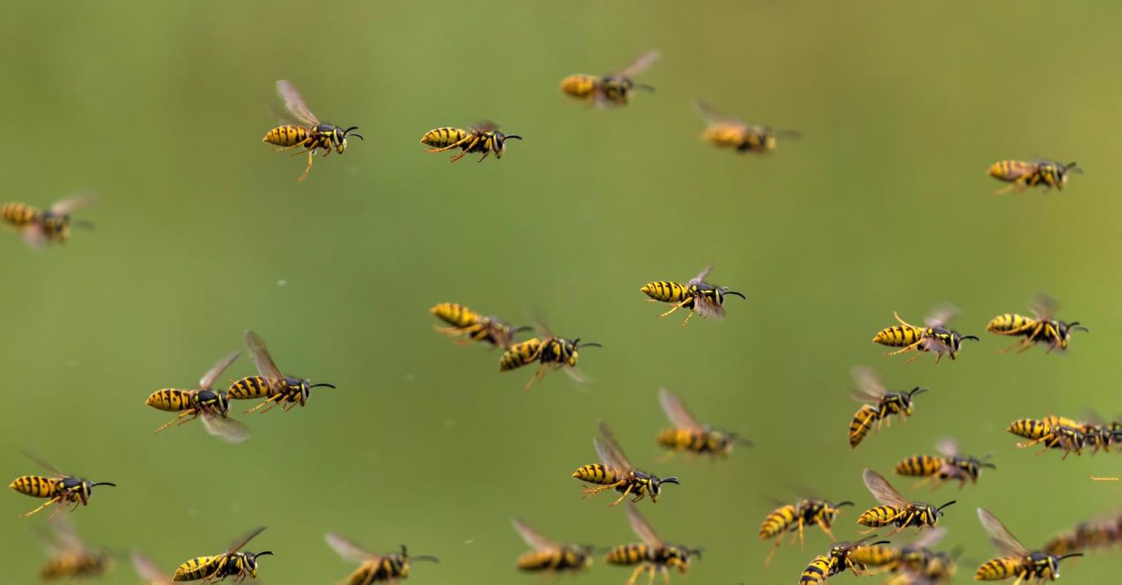 Enjambre de avispas volando.