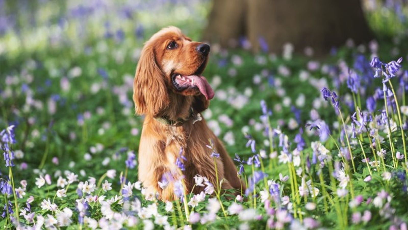 cocker spaniel 4 cocker spaniel 4