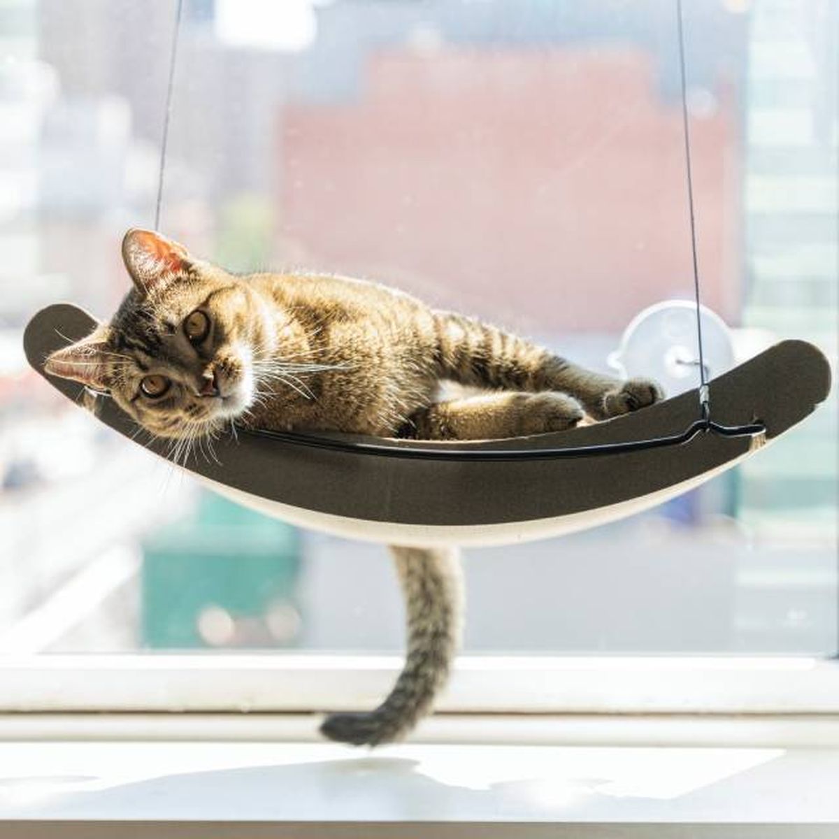 hamacas para gatos en venmtana descanso